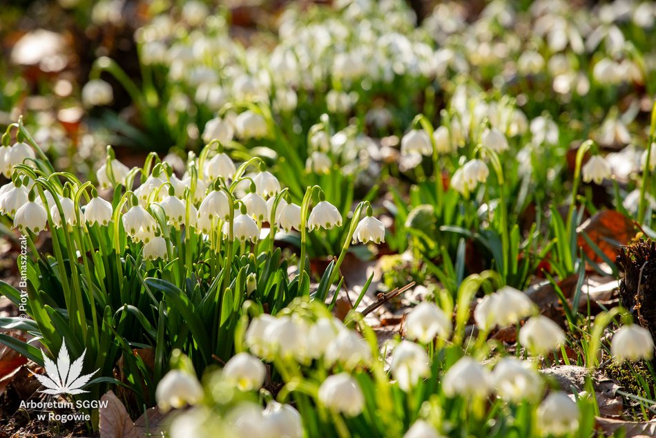 Łódź. Arboretum w Rogowie otwiera się na święta