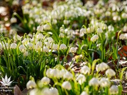 Łódź. Arboretum w Rogowie otwiera się na święta