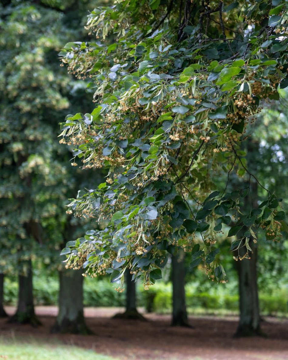 Łódź. Lipowa aleja w parku na Zdrowiu. Zielone serce Łodzi