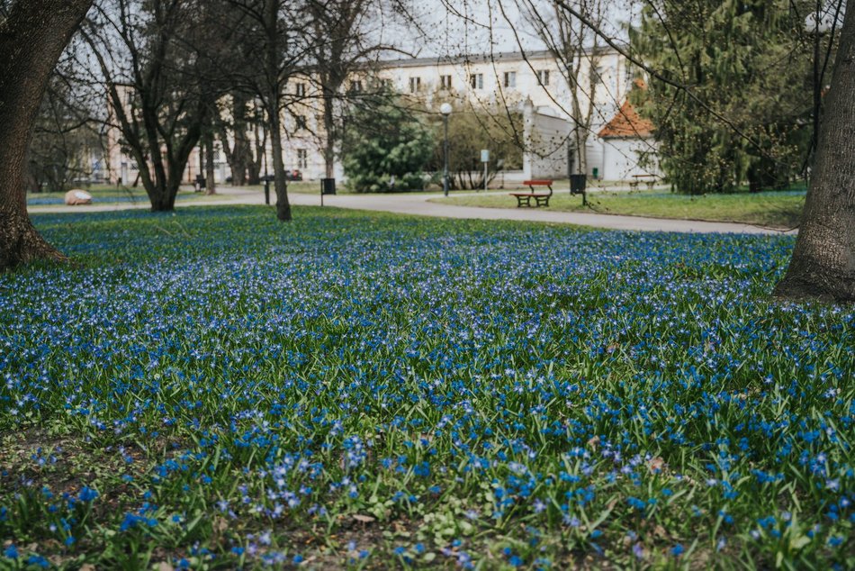 Łódź. Niebieska wiosna w Parku Klepacza w Łodzi. Te cebulice zachwycą każdego!