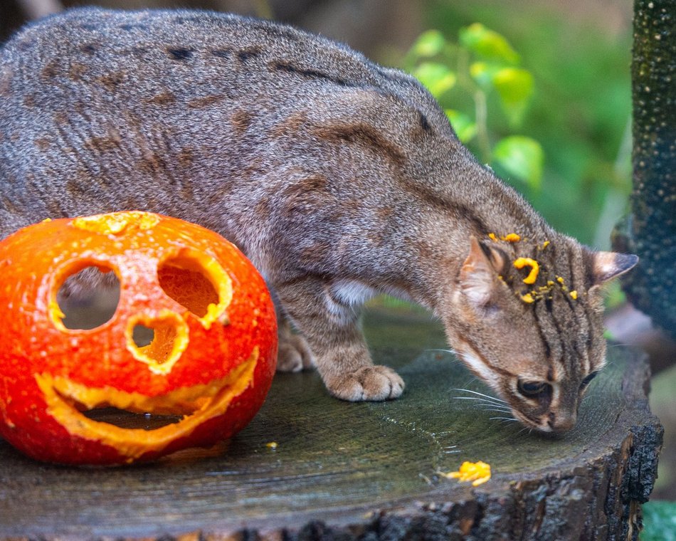 Łódź. Halloween w Orientarium Zoo Łódź. Wieczorny spacer, noc w tunelu oceanicznym i więcej