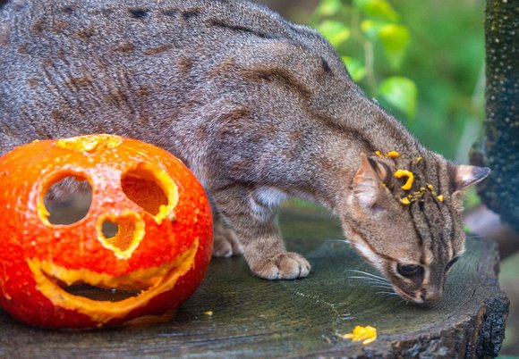 Łódź. Halloween w Orientarium Zoo Łódź. Wieczorny spacer, noc w tunelu oceanicznym i więcej