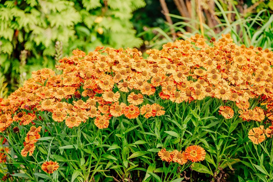Łódź. Jesień w Ogrodzie Botanicznym w Łodzi. Tam z pewnością pokochasz tę porę roku!