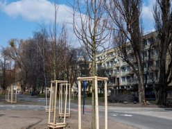 Łódź. Łódź zazieleni się na wiosnę! Zasadzono więcej drzew przy Różyckiego