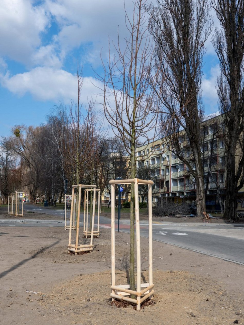 Łódź. Łódź zazieleni się na wiosnę! Zasadzono więcej drzew przy Różyckiego