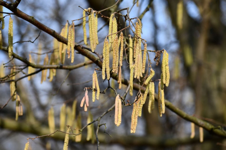 Łódź. Ogród Botaniczny w Łodzi gotowy na wiosenny sezon spacerowy. Kiedy otwarcie?
