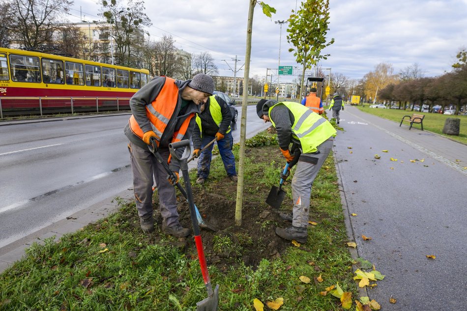 Przy Paderewskiego w Łodzi przybywa drzew