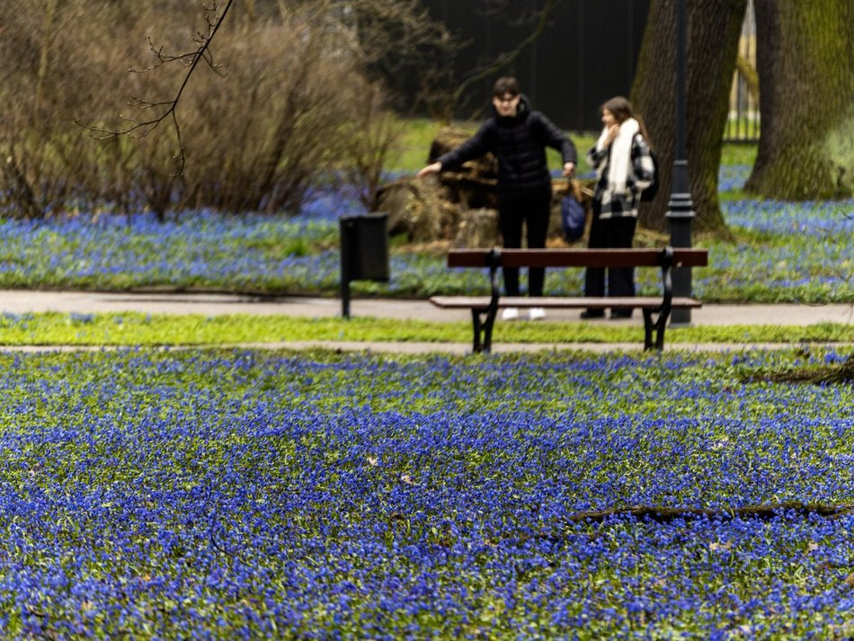 Cebulice i śnieżniki w parku Klepacza