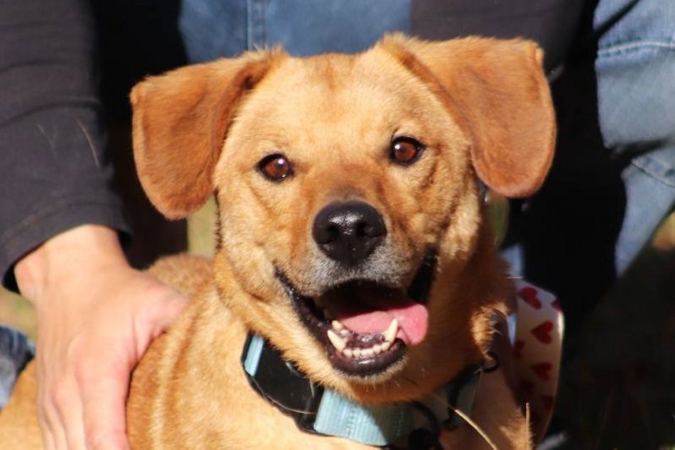 Znajdziesz miejsce dla Gryzaka ze schroniska w Łodzi? Nie pozwól mu tam zostać