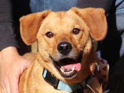 Znajdziesz miejsce dla Gryzaka ze schroniska w Łodzi? Nie pozwól mu tam zostać