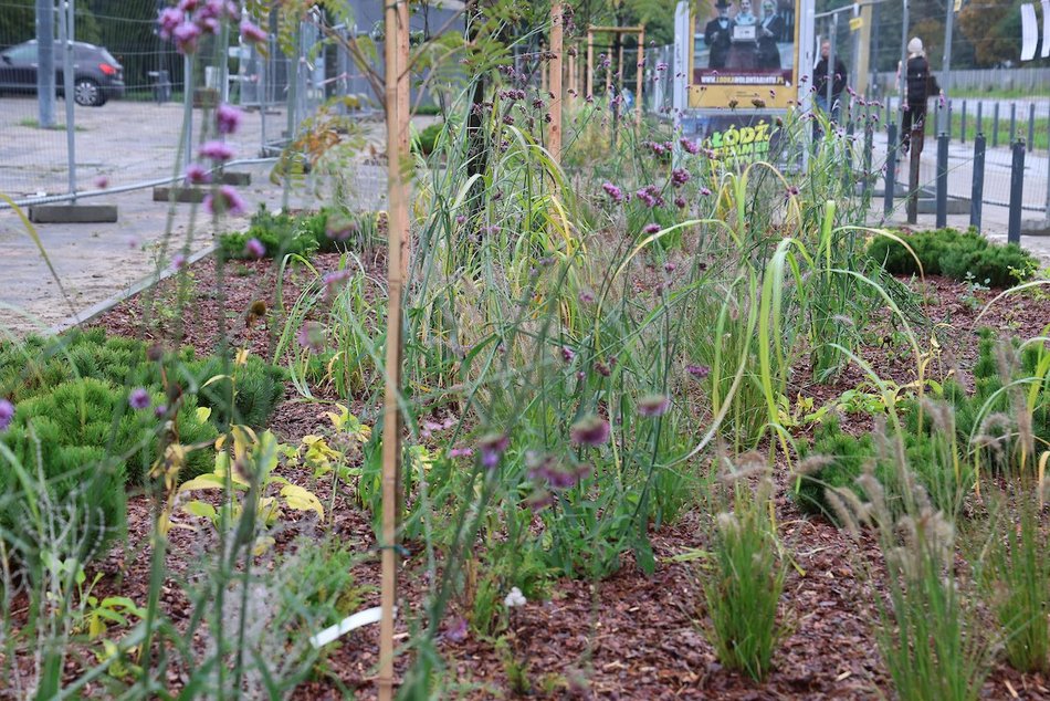 Łódź. Rośliny zamiast betonu przy hali sportowej MOSIR