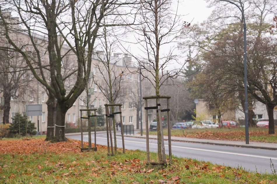 Łódź coraz bardziej zielona! Nowe drzewa pojawiły się na Górnej