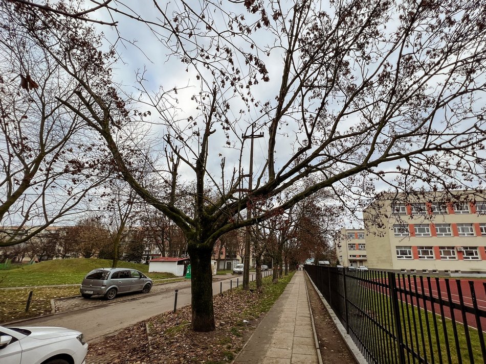 Ulica Socjalna. Drzewa zniszczone przez PGE