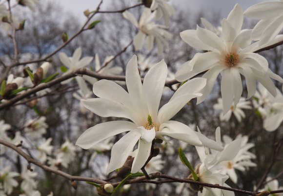 Z dalekiej Azji. Wybierz się na wyjątkowy spacer po Ogrodzie Botanicznym w Łodzi 