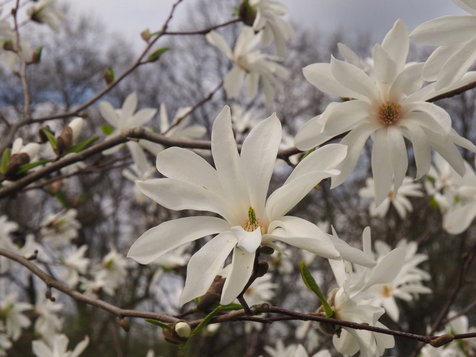 Z dalekiej Azji. Wybierz się na wyjątkowy spacer po Ogrodzie Botanicznym w Łodzi 