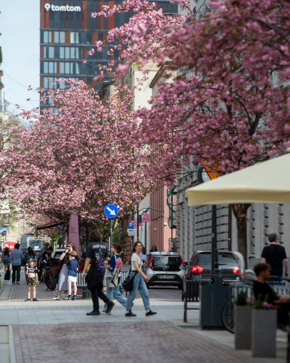 Zjawiskowy woonerf 6 sierpnia w Łodzi w wiosennych szatach! Rozkwitły wiśnie kanzan!