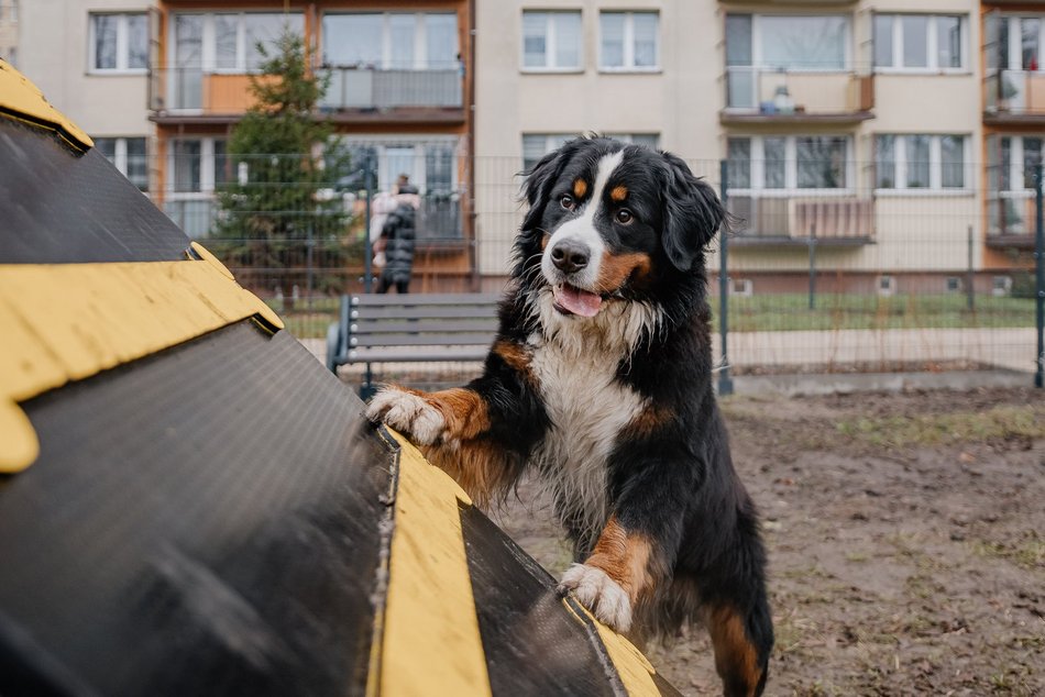Łódź. Nowy psi park w Łodzi już otwarty! Koziny zyskały odjazdowe miejsce dla czworonogów