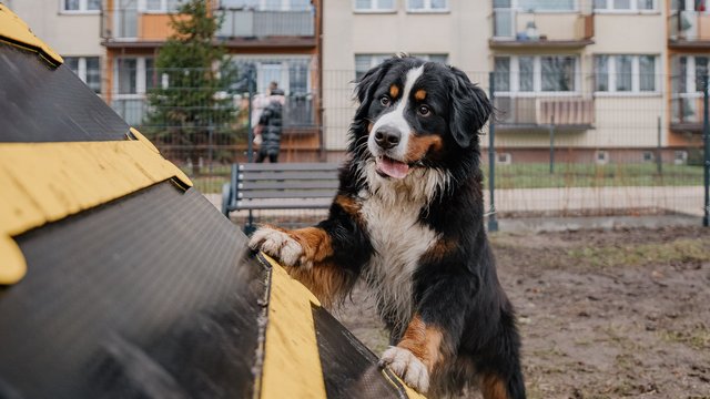 Nowy psi park w Łodzi już otwarty! Koziny zyskały odjazdowe miejsce dla czworonogów [ZDJĘCIA]