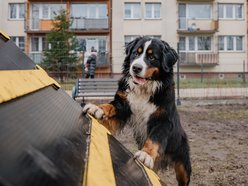 Łódź. Nowy psi park w Łodzi już otwarty! Koziny zyskały odjazdowe miejsce dla czworonogów