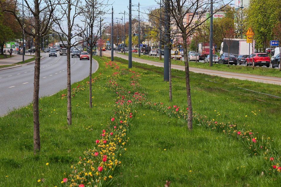 Łódź. Zielona trasa W-Z w Łodzi. Ponad 2 tysiące drzew kwitnie od Retkini po Olechów!