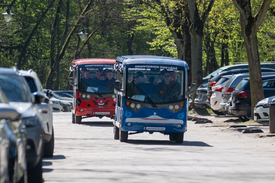 Tłumy w Orientarium Zoo Łódź! Nowości przyciągają jak magnes!