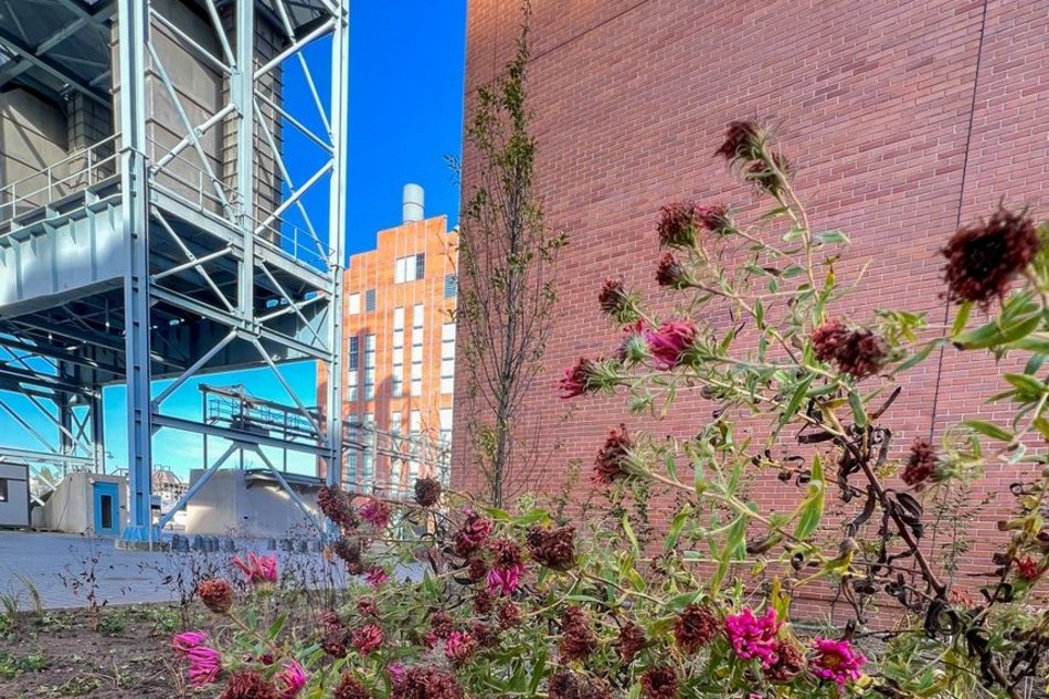 Nowy zieleniec przy Sass-Zdort, tuż przy Bibliotece Tuvim