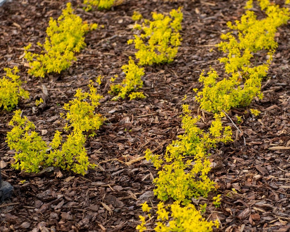 Łódź. Więcej zieleni przy Gdańskiej i Zamenhofa. Nowe rośliny już zdobią ulice