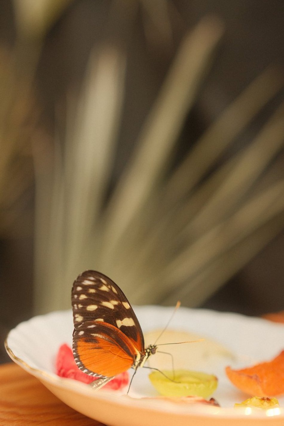 Łódź. Motyle z tropików na długi weekend. Kolorowa wystawa w Palmiarni