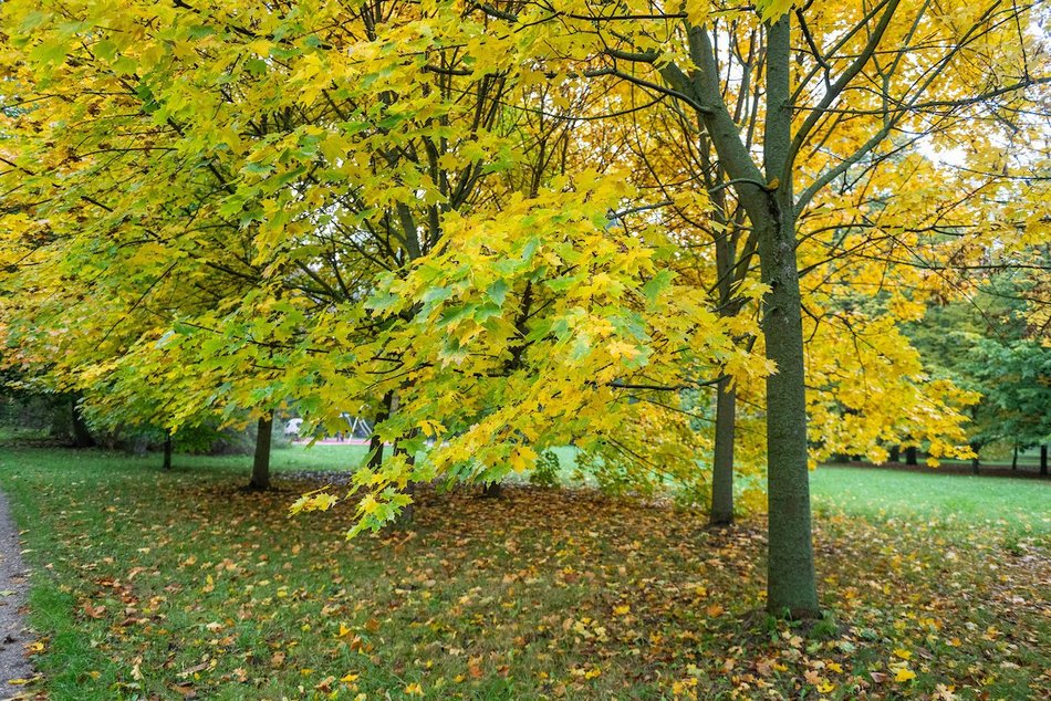 Łódź. Jesienne kadry z parków