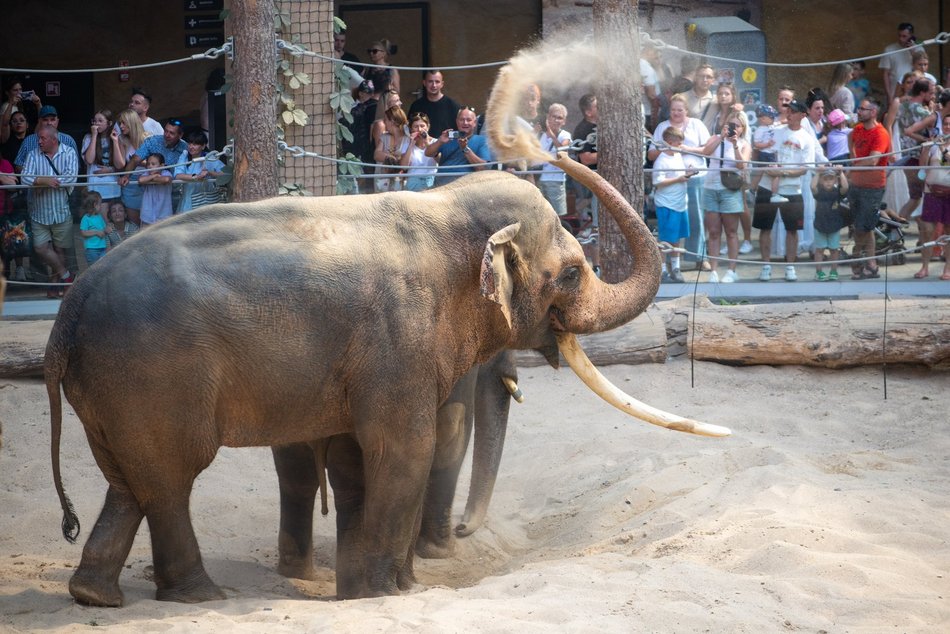 Łódź. Dzień Słonia w Orientarium Zoo Łódź. Tłumy łodzian i mnóstwo dobrej zabawy
