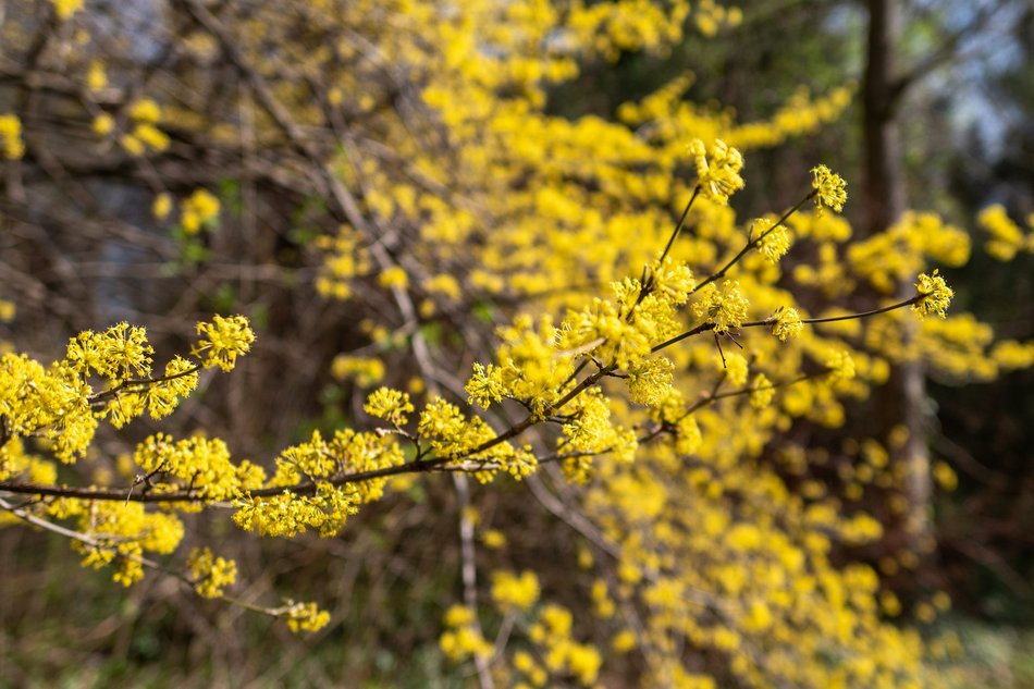 Wiosenny Ogród Botaniczny w Łodzi. Spacer wśród budzącej się do życia przyrody