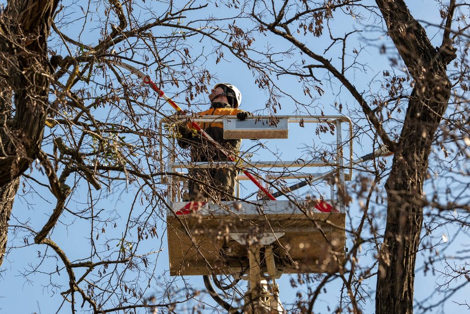 Łódź. Wiosenna pielęgnacja drzew w Łodzi. Dlaczego jest potrzebna?