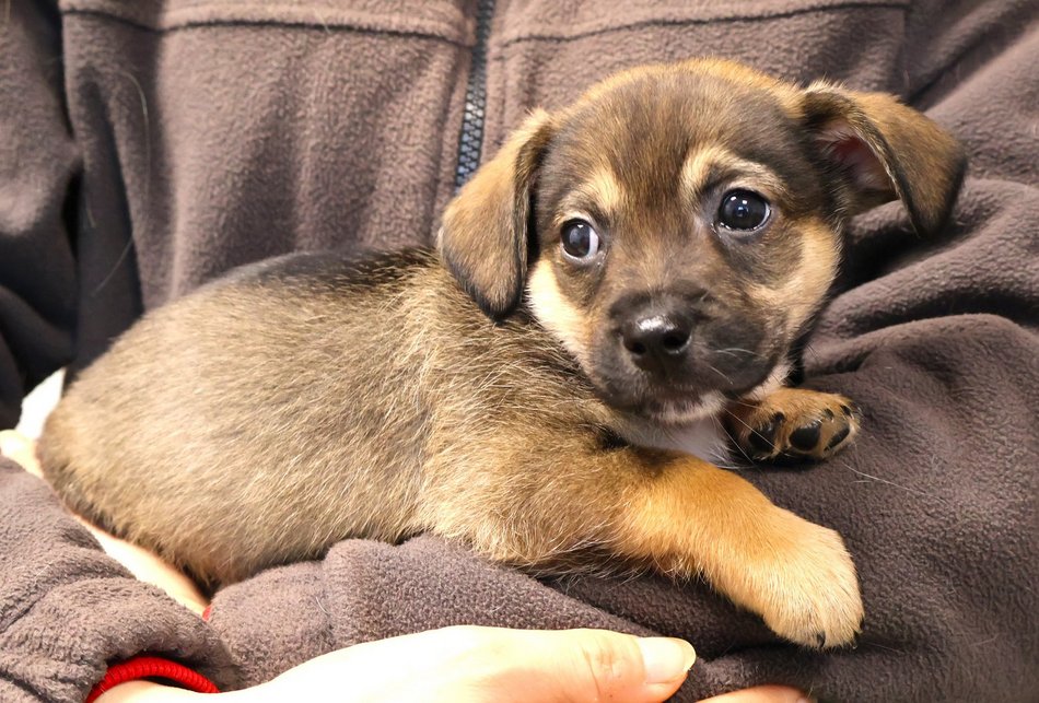 Łódź. Kraty schroniska w Łodzi zamiast choinki