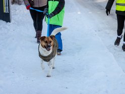 Łódź. Psy ze schroniska w Łodzi na spacerze