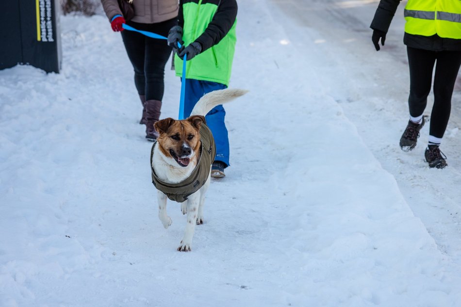 Łódź. Psy ze schroniska w Łodzi na spacerze
