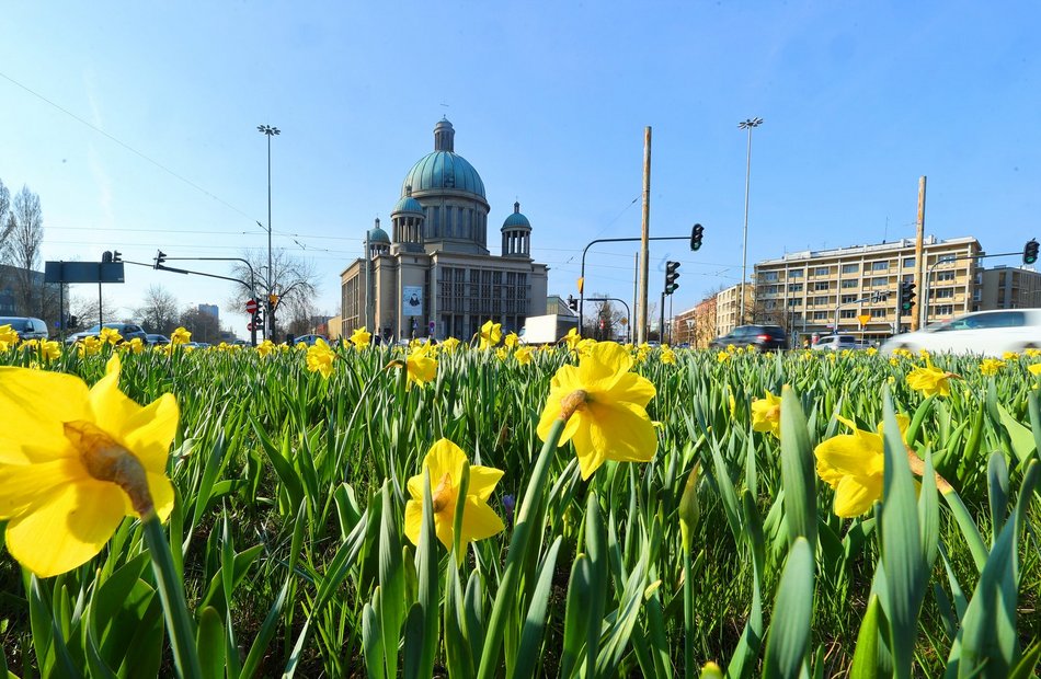 Żonkile opanowały rondo Solidarności w Łodzi. Zwróć na nie uwagę, kiedy stoisz na światłach