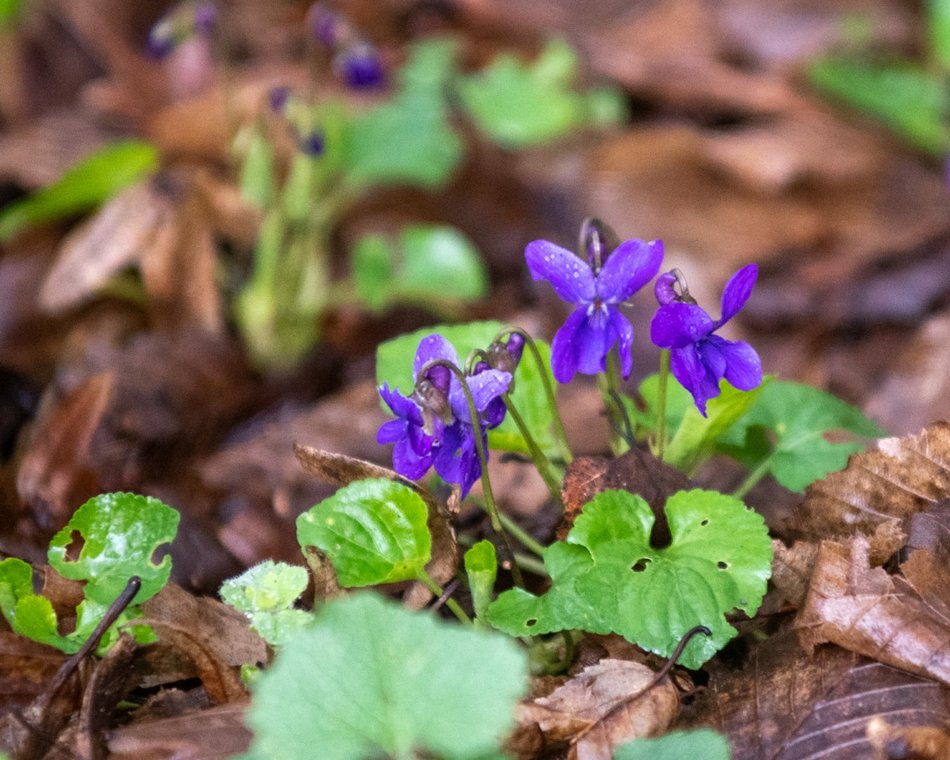 Ogród Botaniczny w Łodzi