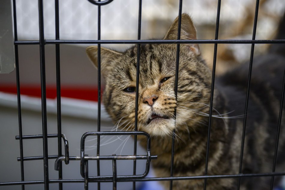 Schronisko w Łodzi świętuje koniec remontu! I zaczyna współpracę m.in. z Widzewem Łódź