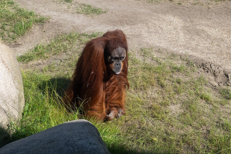 Orangutany hasają już na dworze! Nowy wybieg dla zwierzaków w Orientarium Zoo Łódź