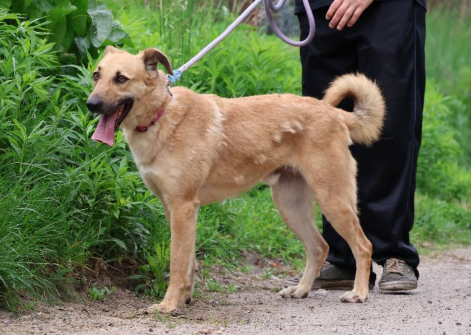 Łódź. Pies Odi ze schroniska w Łodzi