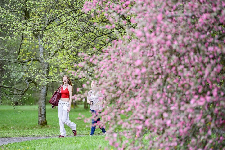 Morze tulipanów w Ogrodzie Botanicznym w Łodzi. Nie możesz tego przegapić