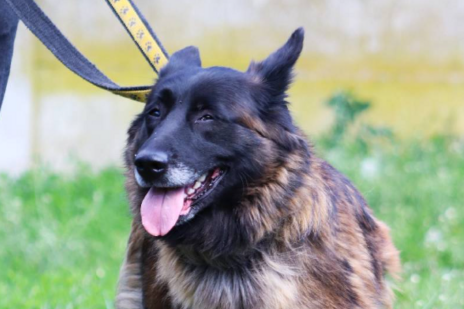 Łódź. Remi ze schroniska w Łodzi przez miesiąc była sama w opuszczonym mieszkaniu. Przygarniesz ją?