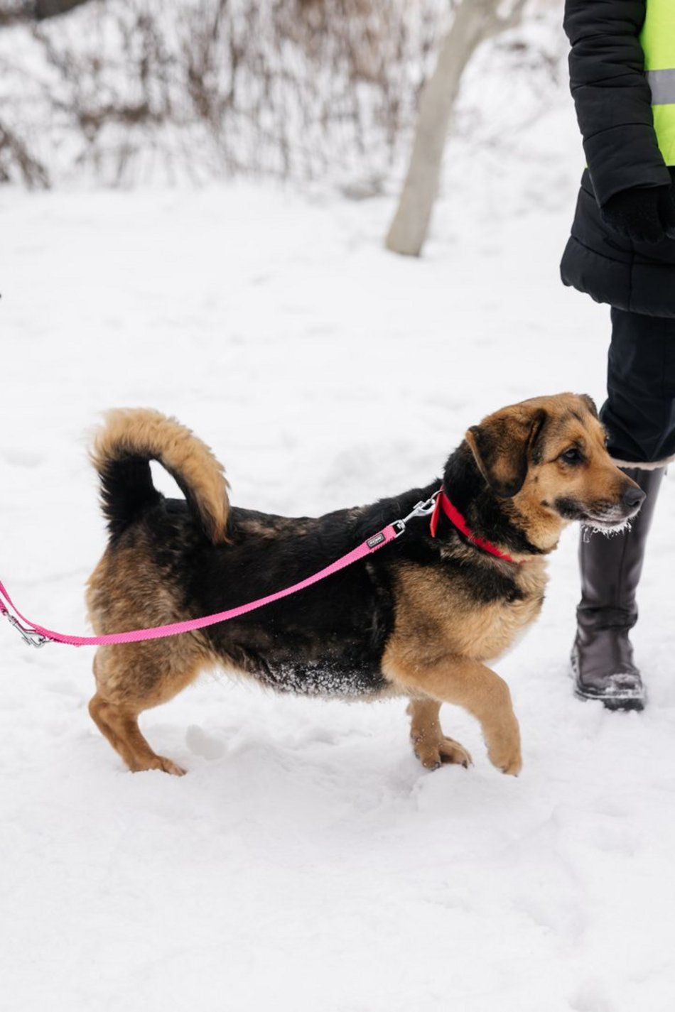 Łódź. Psy ze schroniska w Łodzi znów na spacerze! Dla tych wesołych pyszczków aż chce się chodzić!
