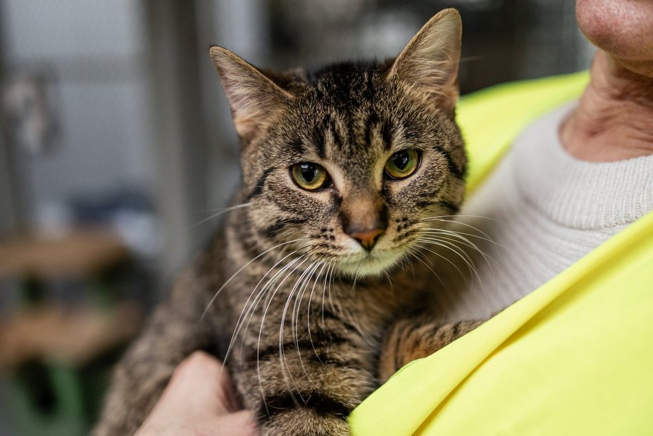 Łódź. Kocie walentynki w schronisku w Łodzi. Zobacz zdjęcia ze spotkania adopcyjnego