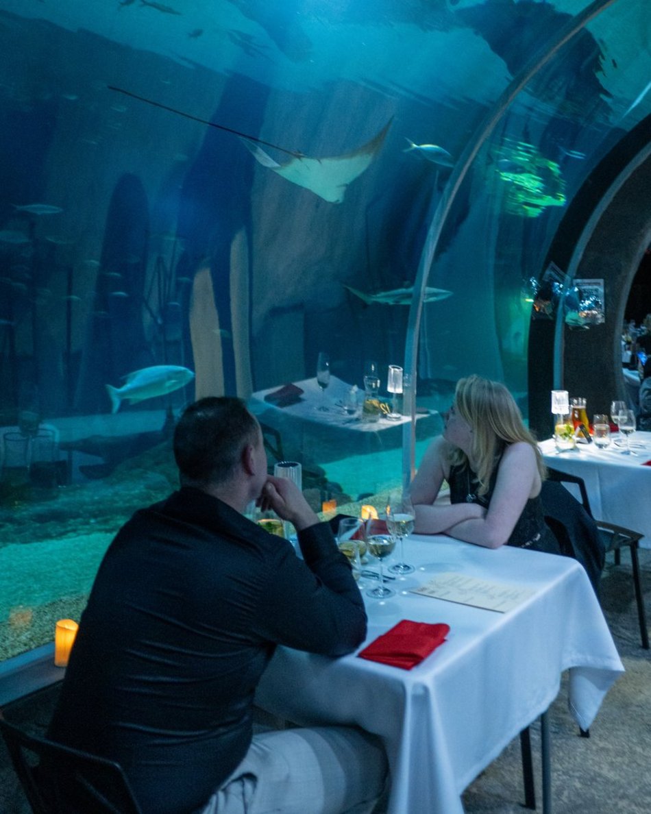 Łódź. Walentynki w Orientarium Zoo Łódź. Przysmaki, koncert na harfie i... zaręczyny