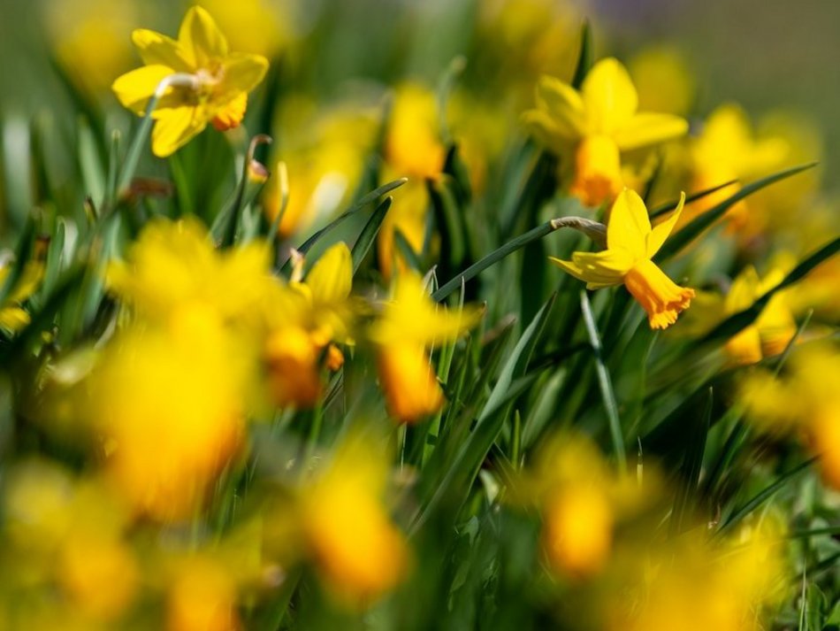 Łódź. Żonkile i krokusy opanowały Piłsudskiego. Wiosna w Łodzi w najpiękniejszym wydaniu