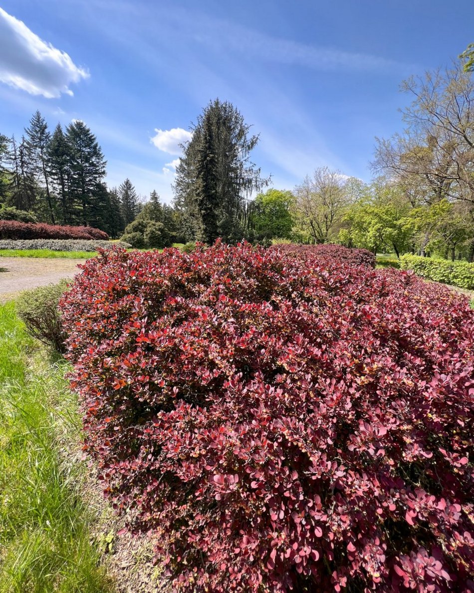 Wiosna w parku na Zdrowiu w Łodzi. Kwitnące drzewa i krzewy
