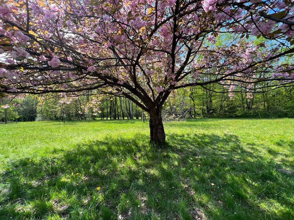 Wiosna w parku na Zdrowiu w Łodzi. Kwitnące drzewa i krzewy