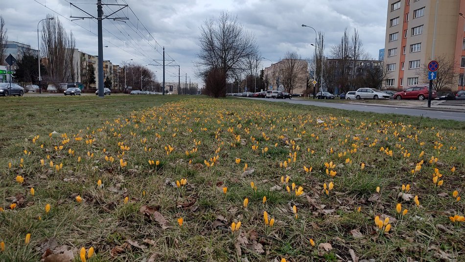 Krokusy przy al. Wyszyńskiego