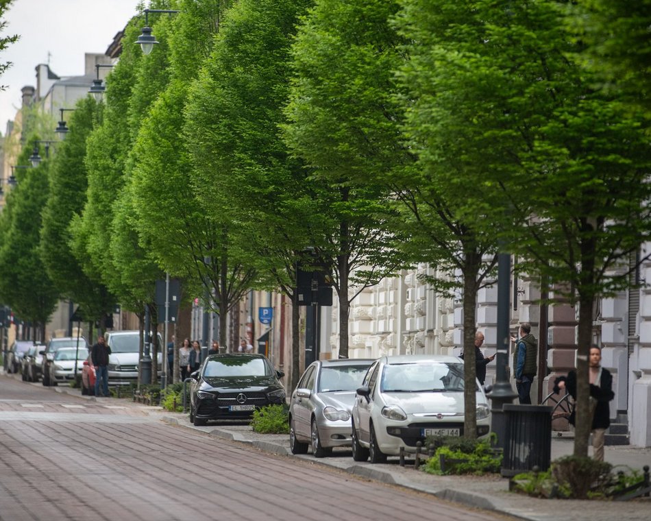 Łódź. Drzewa przy ul. Jaracza w Łodzi